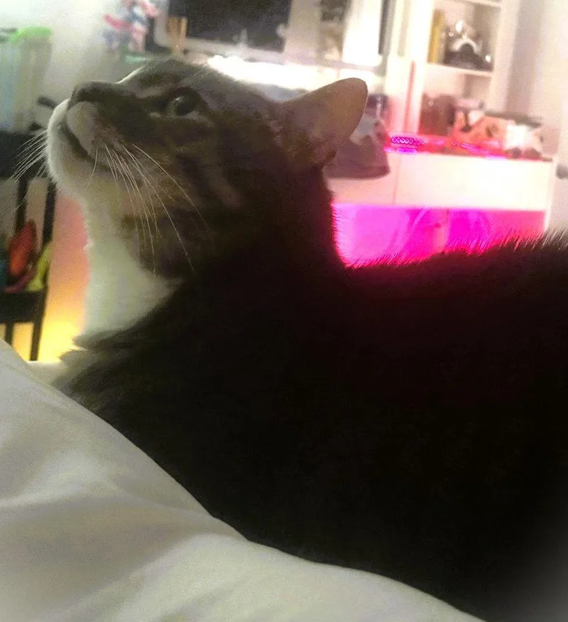 An adult extra large-sized male Domestic Short Hair cat named Big Trigger for adoption in Trenton, NJ