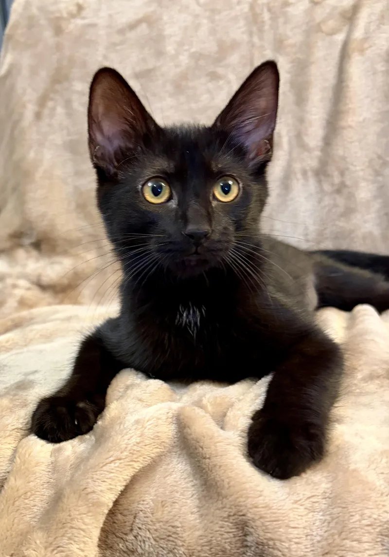 A baby small-sized female Black Domestic Short Hair cat named Luna for adoption in Nashville, TN