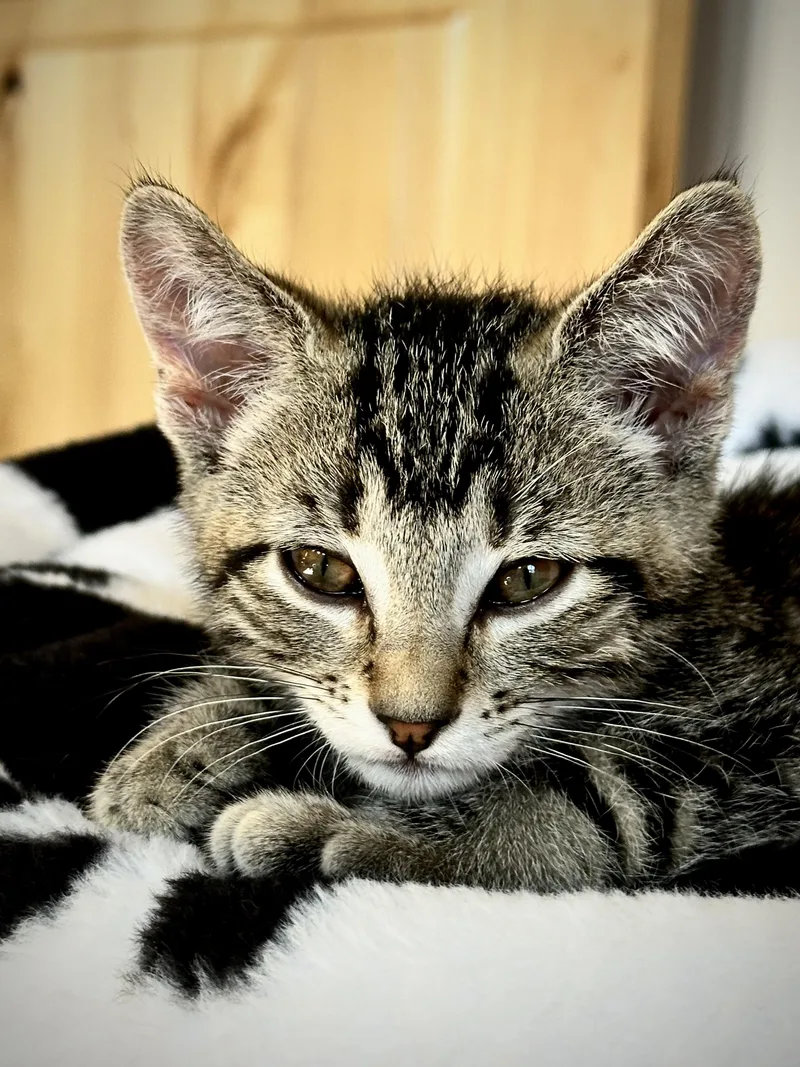 A baby medium-sized male Domestic Short Hair cat named Milo — The Playful for adoption in Prescott, AZ