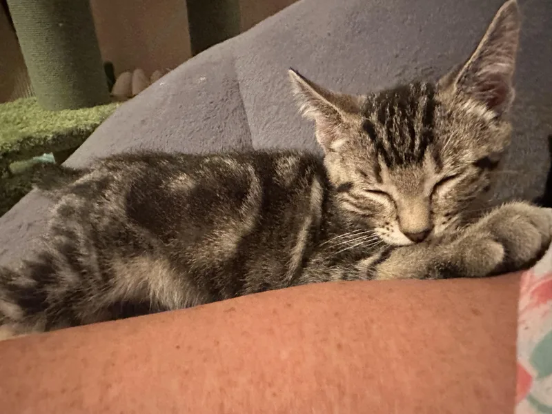 Milo — The Playful thumbnail 2