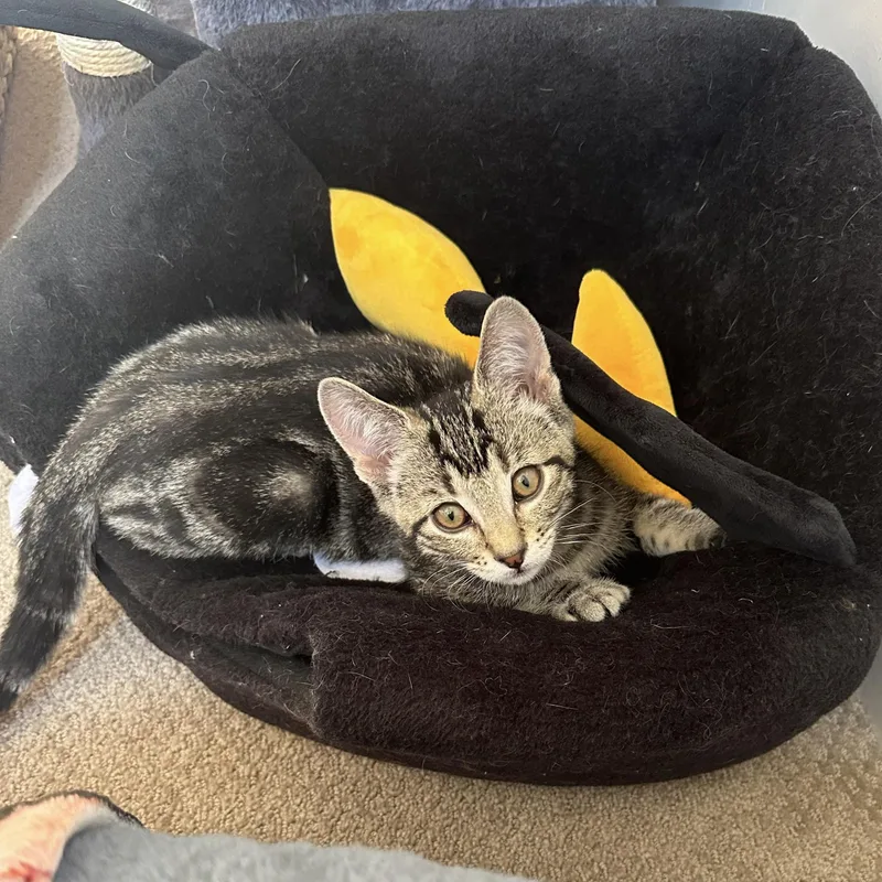 Milo — The Playful thumbnail 3