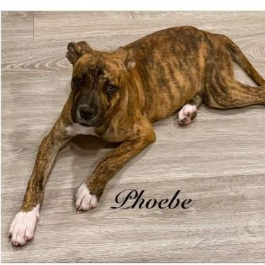 A baby small-sized female Boxer dog named Phoebe for adoption in Parker, CO
