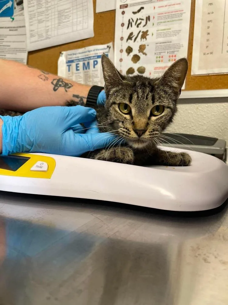 An adult medium-sized female Domestic Short Hair cat named Days for adoption in Bolivar, MO