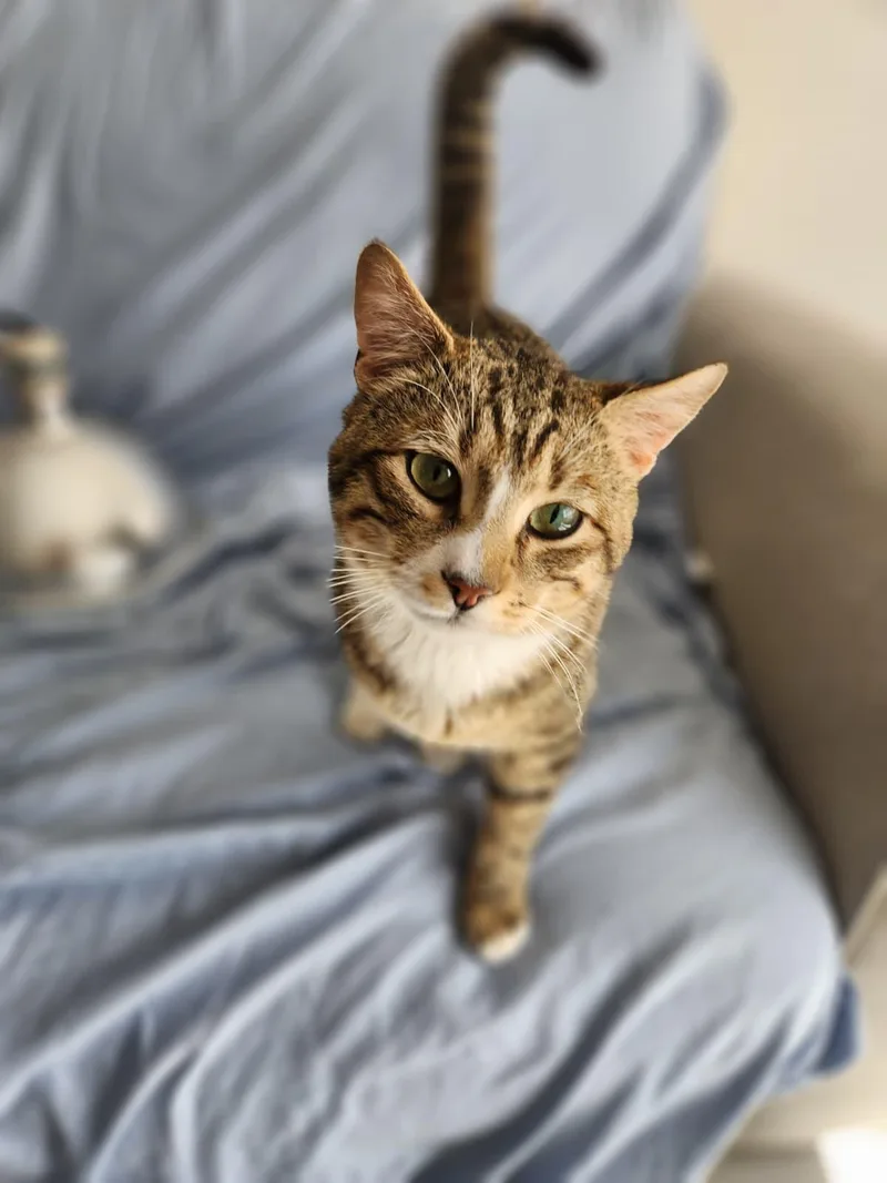 An adult medium-sized male Tabby (Brown / Chocolate) Domestic Short Hair cat named Gustavo for adoption in Florham Park, NJ