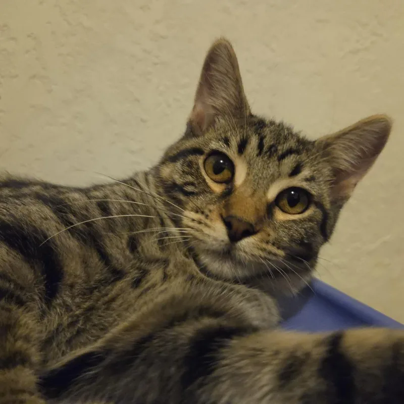A baby small-sized female Domestic Short Hair cat named Margo for adoption in Rock Falls, IL