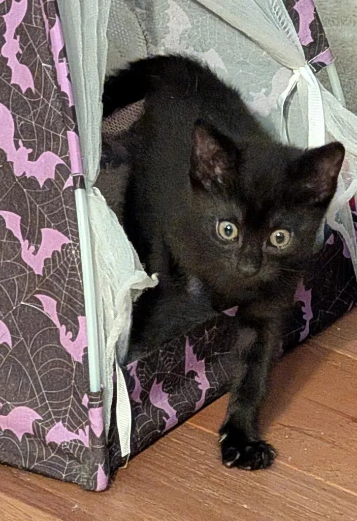 A baby medium-sized female Black Domestic Short Hair cat named Aretha for adoption in Mira Loma, CA