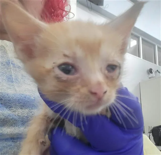A baby medium-sized male Domestic Long Hair cat named Lemon for adoption in Dallas, TX