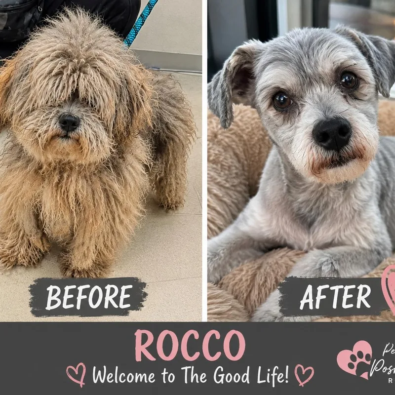 Rocco thumbnail 2