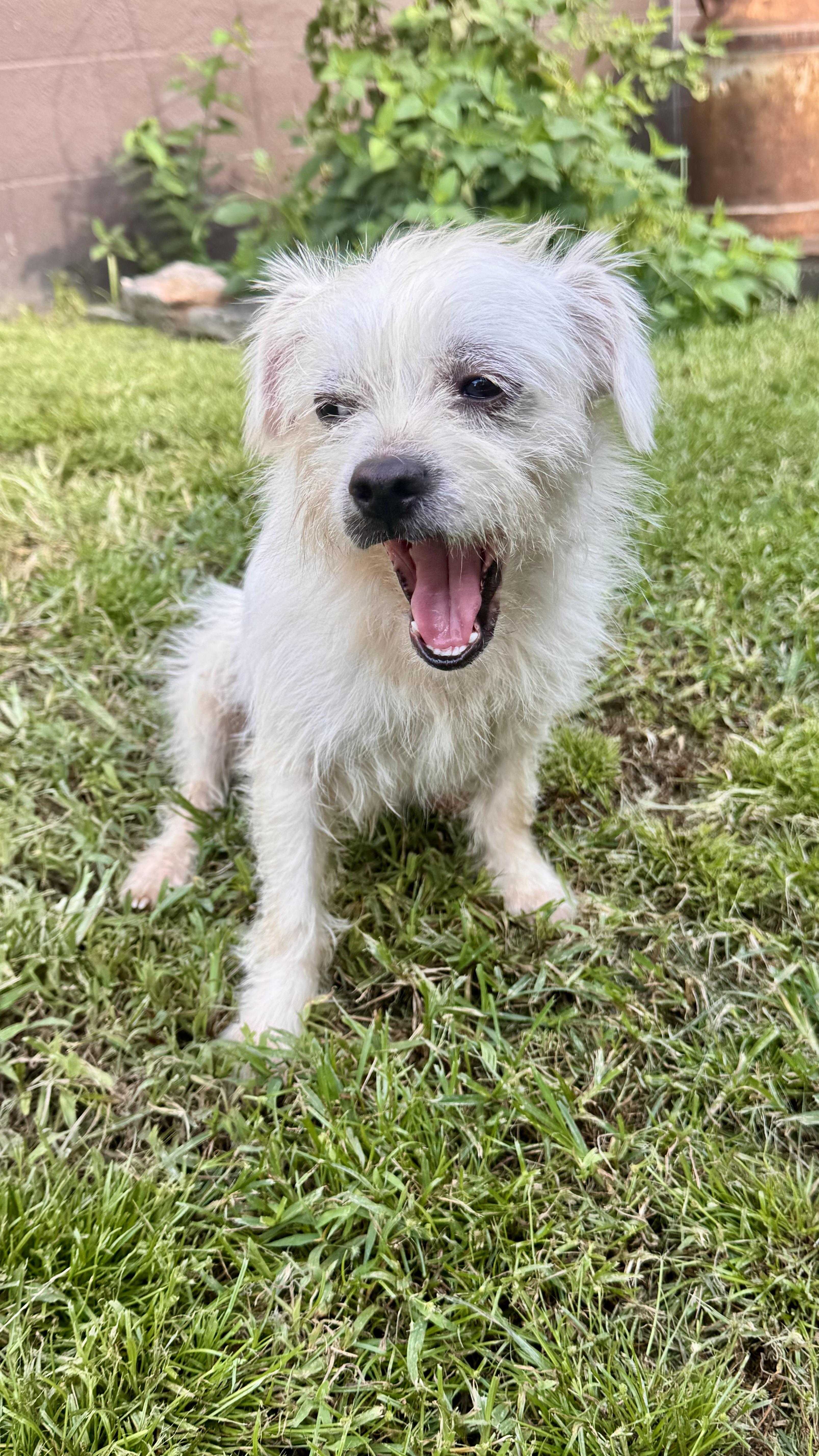 An adult small-sized male Cairn Terrier dog named Toto for adoption in Cordova, TN
