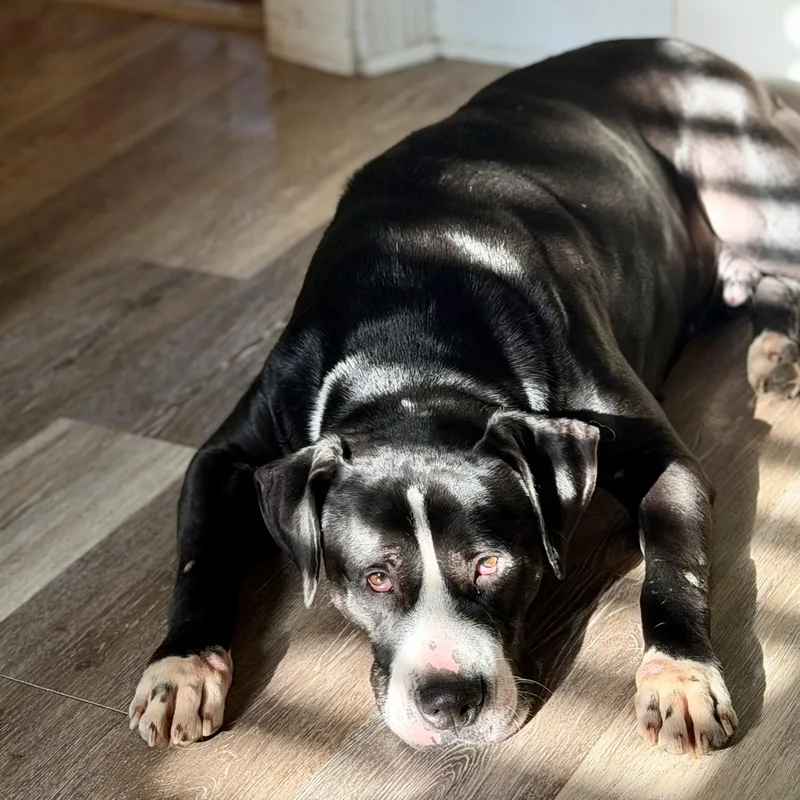An adult large-sized male Black Pit Bull Terrier dog named Bristol for adoption in Purcellville, VA