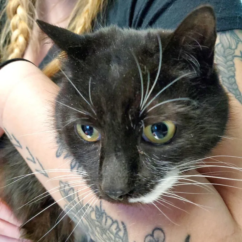 A senior large-sized male Black Domestic Short Hair cat named Goofy for adoption in PITTSBURGH, PA