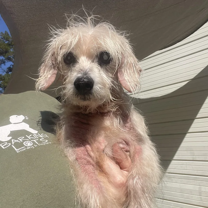 A senior small-sized male Poodle (Toy) dog named Bean for adoption in Baton Rouge, LA