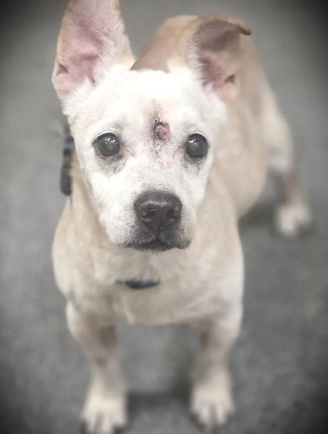 A senior small-sized male Chihuahua dog named Chips for adoption in Los Angeles, CA