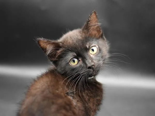 A baby small-sized female Domestic Short Hair cat named Homburg for adoption in Portland, OR