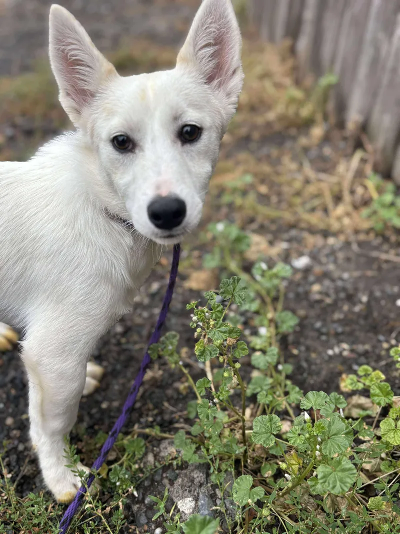 A young small-sized male White / Cream Shiba Inu dog named Aragon for adoption in Tacoma, WA