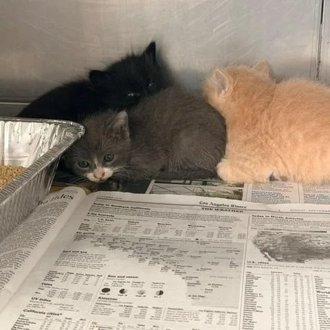 A baby small-sized male Orange / Red Domestic Short Hair cat named Pocus for adoption in Hawthorne, CA