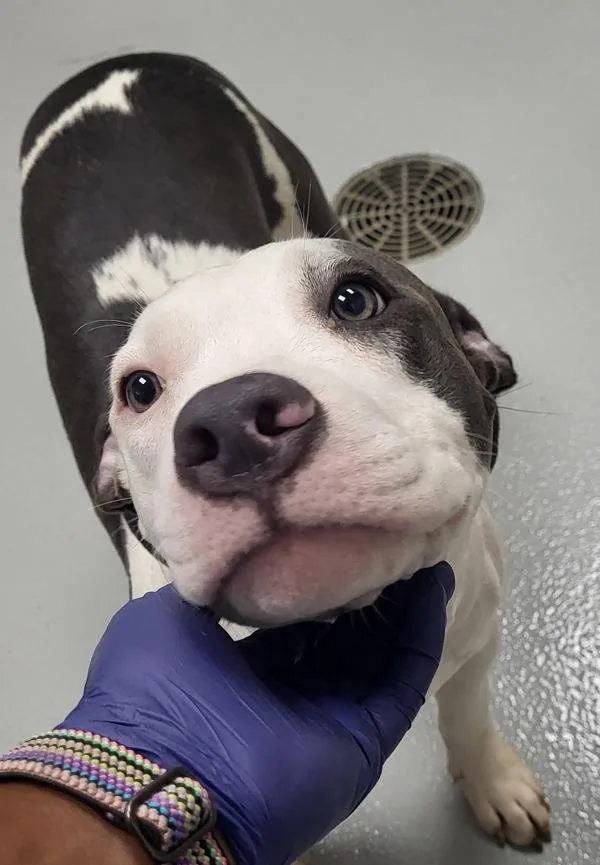 A young medium-sized male Pit Bull Terrier dog named Ic for adoption in Lawrenceville, GA