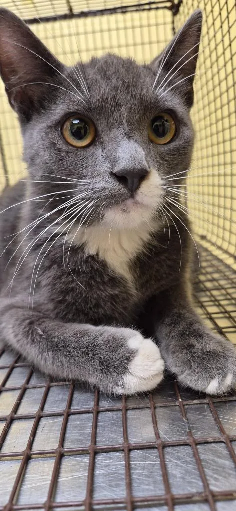 A young small-sized male Domestic Short Hair cat named Angus for adoption in Crossville, TN