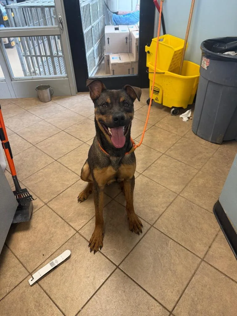 A young medium-sized male Mixed Breed dog named Rex for adoption in Marion, OH