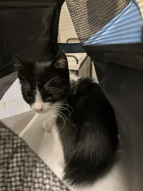 A baby small-sized female Domestic Short Hair cat named Rj for adoption in Long Beach, CA