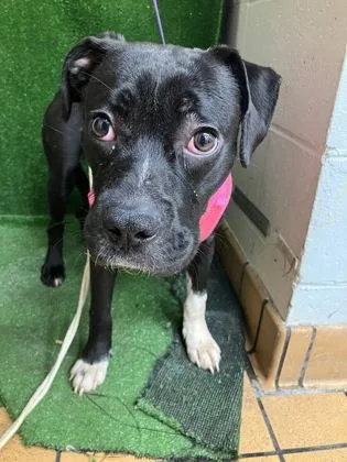 An adult medium-sized female Boxer dog named Madison for adoption in Gainesville, FL