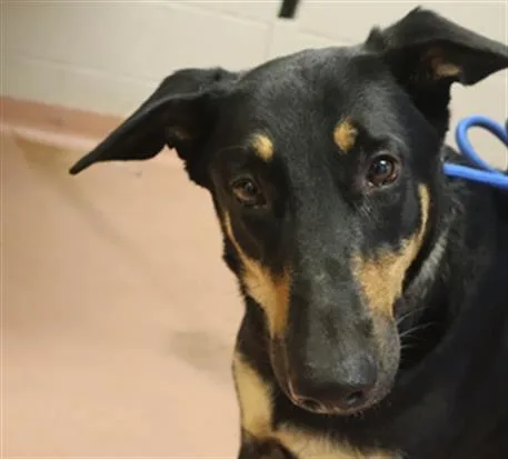 An adult large-sized female Mixed Breed dog named Jessie for adoption in Columbia, SC