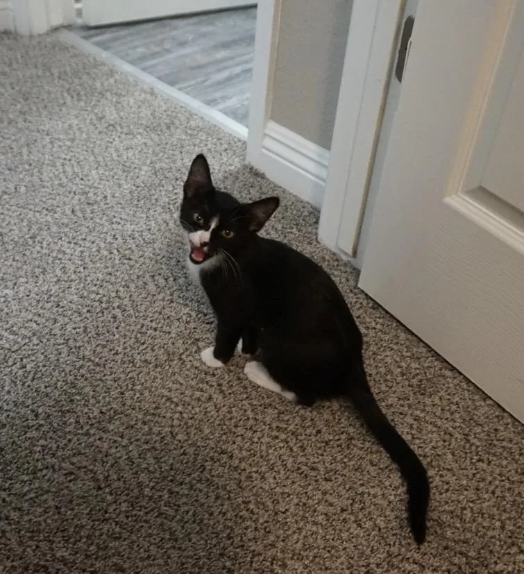 A baby small-sized female Black & White / Tuxedo Tuxedo cat named Tiny Tuna for adoption in Fresno, CA