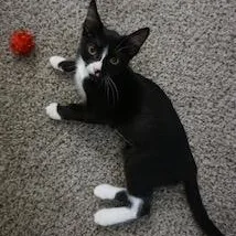 Tiny Tuna thumbnail 2