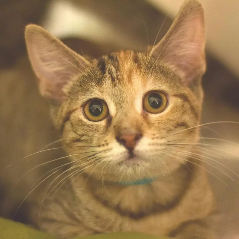 A baby small-sized female Torbie Domestic Short Hair cat named Beech for adoption in Belleville, IL