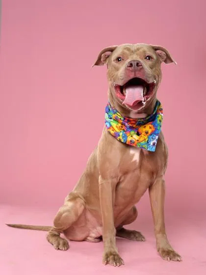 An adult medium-sized male Pit Bull Terrier dog named Jep for adoption in Atlanta, GA