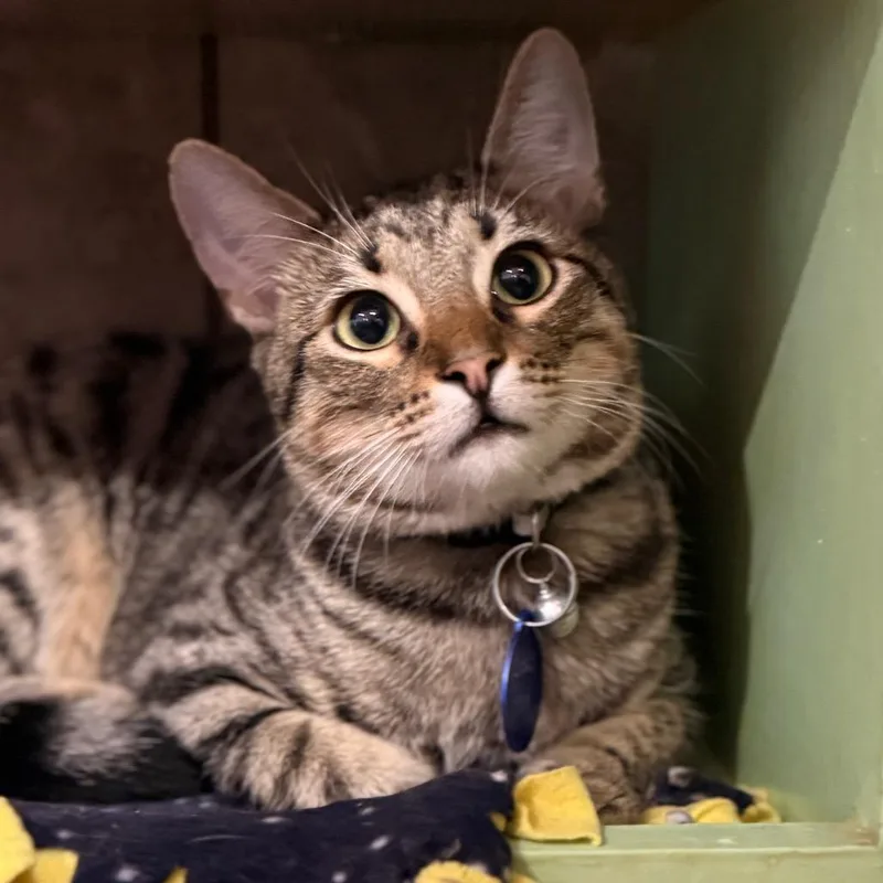 A young small-sized male Brown / Chocolate Domestic Short Hair cat named Lakewood for adoption in Tucson, AZ