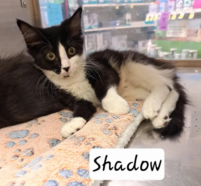 A baby medium-sized female Tuxedo cat named Shadow for adoption in Greenville, DE