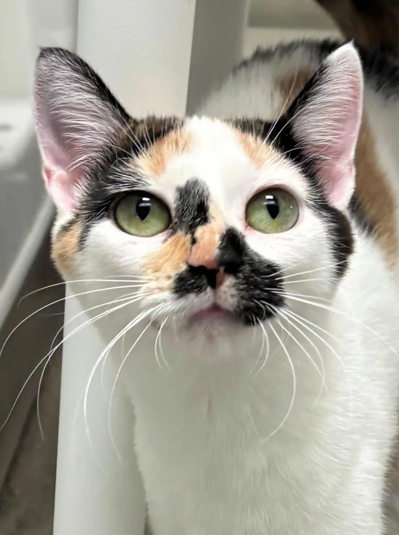 A young medium-sized female Domestic Short Hair cat named Zuki for adoption in Iowa City, IA