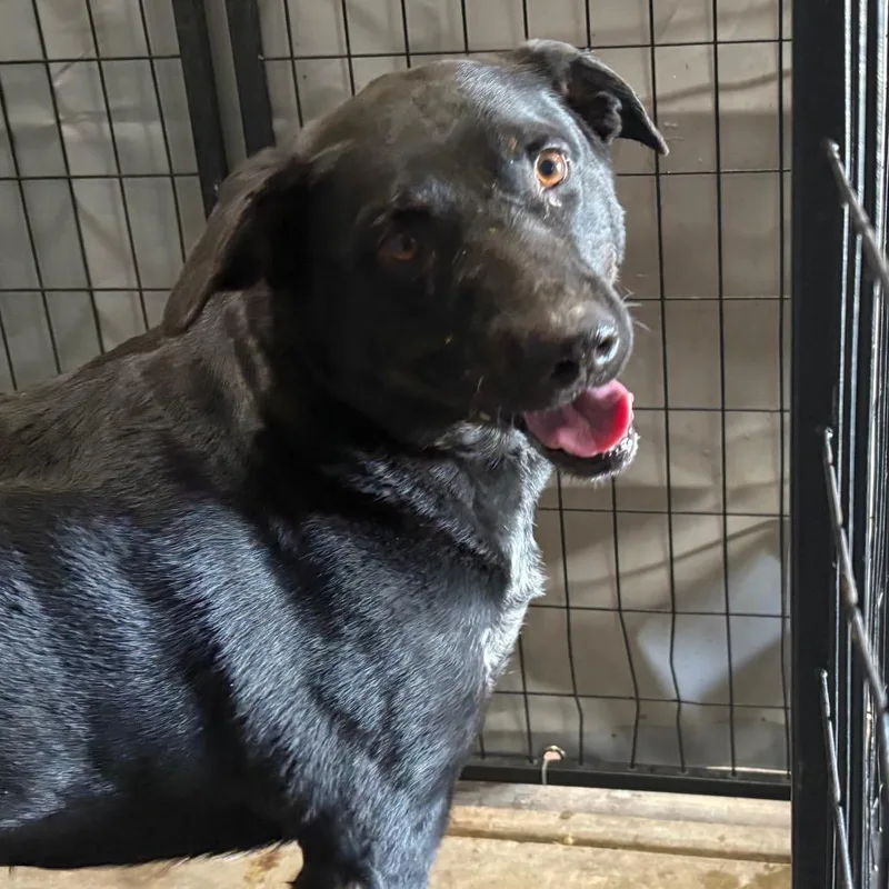 An adult large-sized male Black Shepherd dog named Shadow for adoption in Birmingham, AL