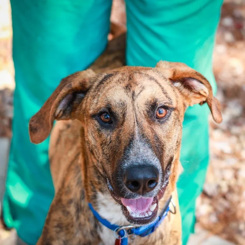 A young medium-sized male Great Dane dog named Scooby for adoption in Novelty, OH
