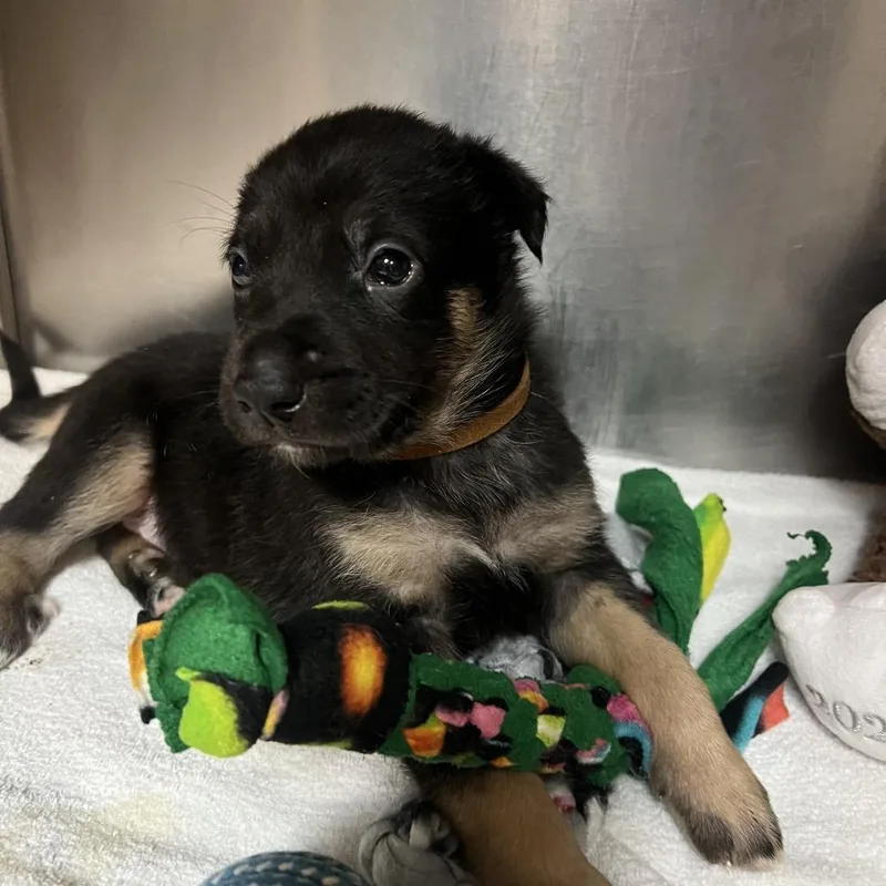 A baby small-sized female Black German Shepherd Dog dog named Soyuz for adoption in Austin, TX