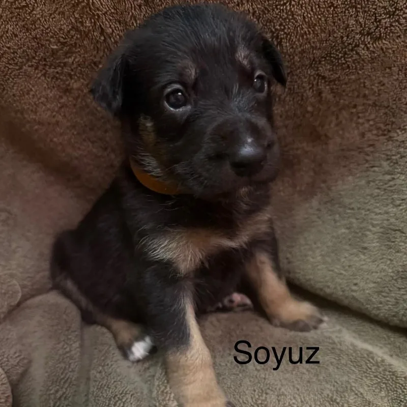 Soyuz thumbnail 5