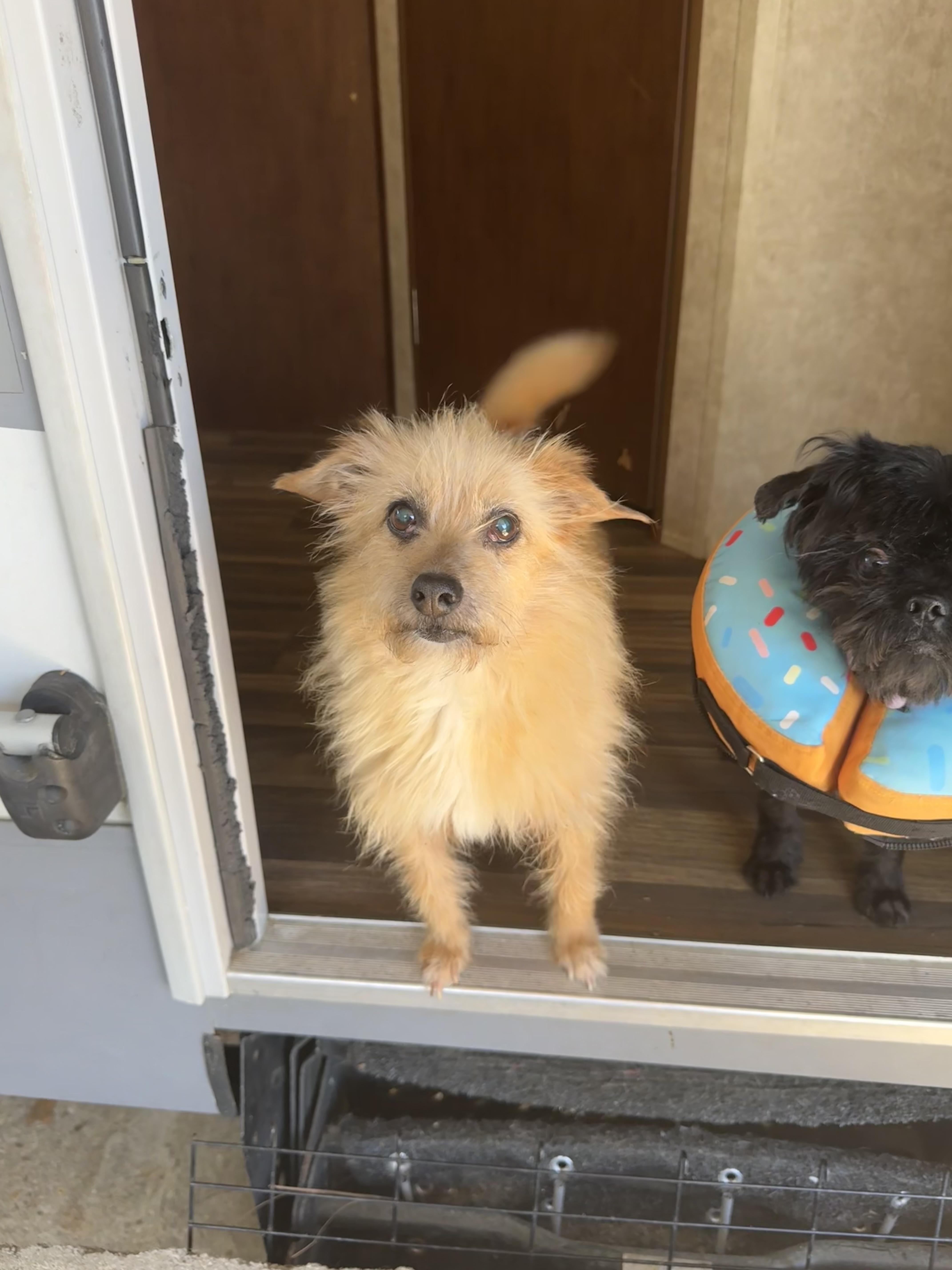 A senior small-sized female Terrier dog named Beauty for adoption in Baton Rouge, LA