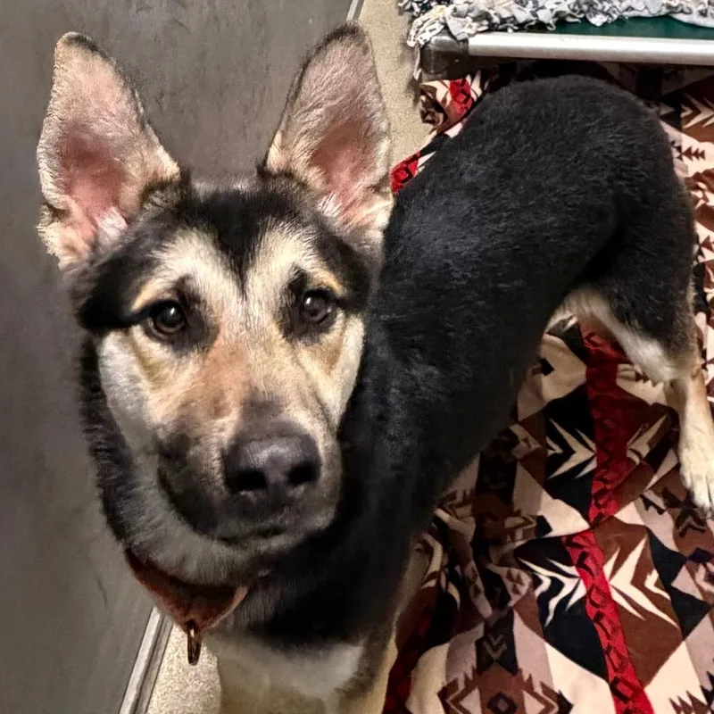 A young medium-sized male Sable Shepherd dog named Kain for adoption in Waukesha, WI