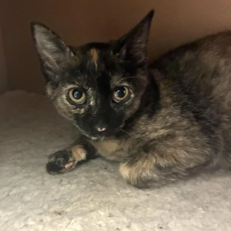 A baby small-sized female Tortoiseshell Domestic Short Hair cat named River for adoption in South Elgin, IL