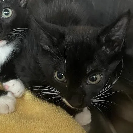 A baby small-sized male Black Domestic Short Hair cat named Sarge for adoption in Port Charlotte, FL