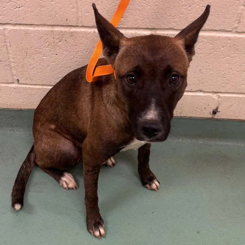 An adult medium-sized female Yellow / Tan / Blond / Fawn Mixed Breed dog named Jolie for adoption in Memphis, TN