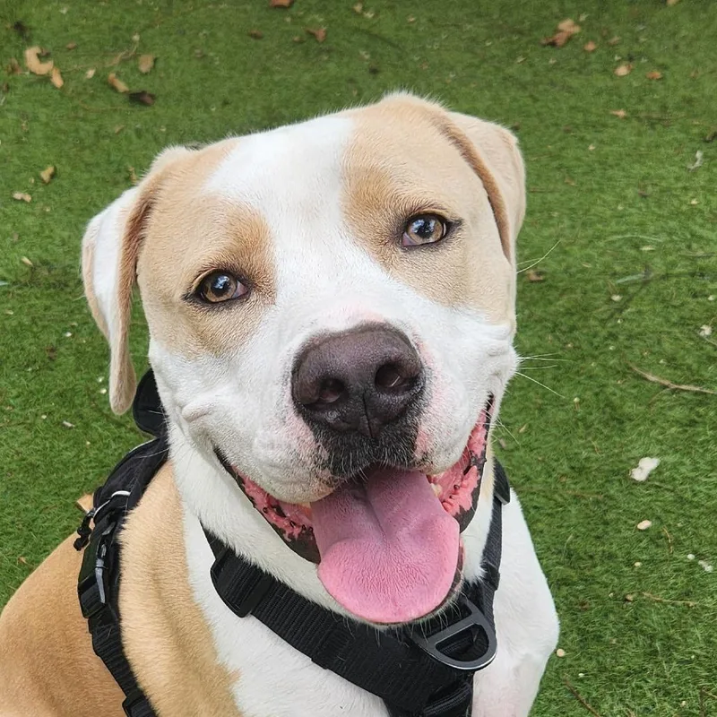 An adult extra large-sized male Mastiff dog named Luke AG for adoption in Austin, TX