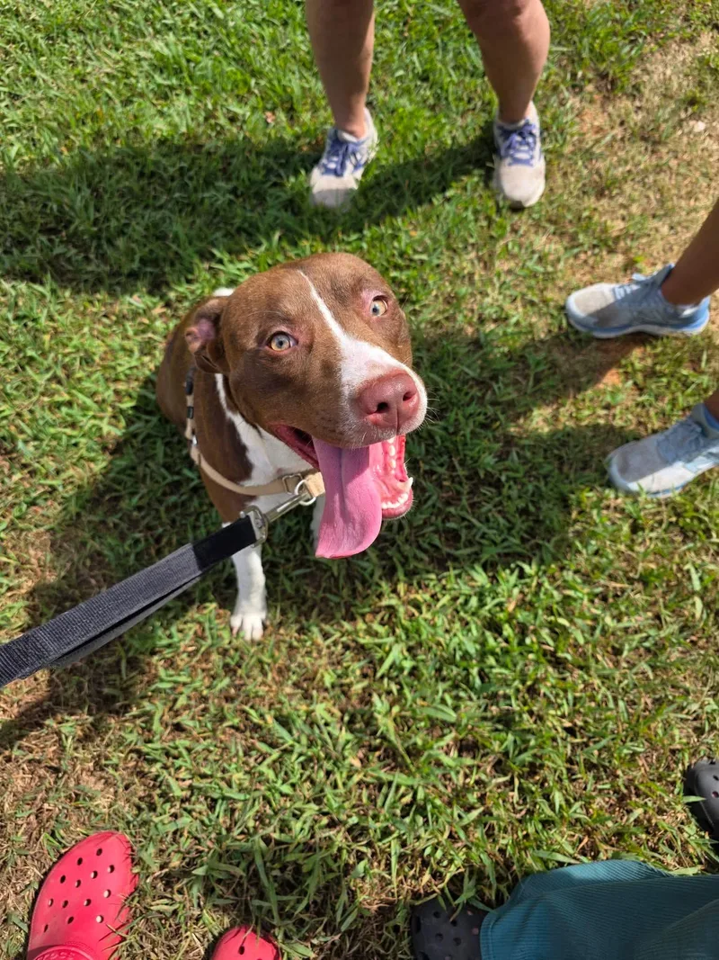 A young medium-sized male Mixed Breed dog named Bailey for adoption in Holbrook, NY