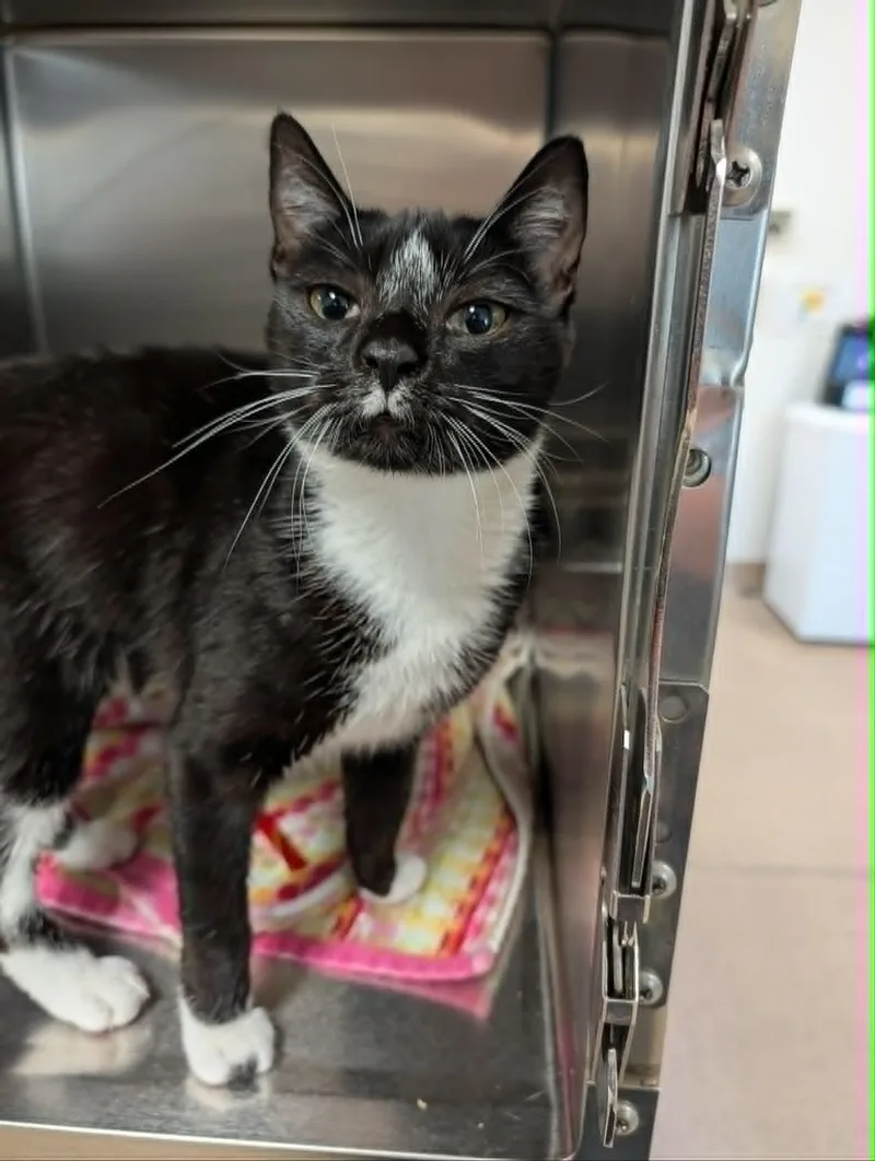 A young medium-sized female Black & White / Tuxedo Domestic Short Hair cat named Oreo for adoption in Chambersburg, PA