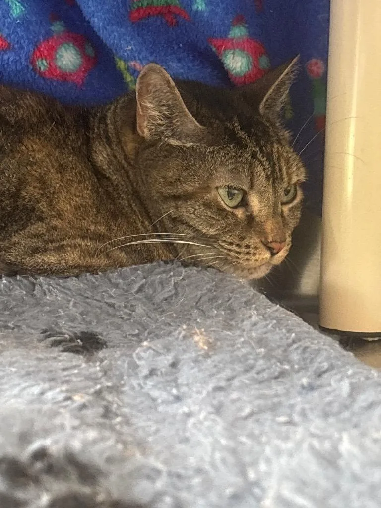 A senior medium-sized female Domestic Short Hair cat named Connie for adoption in Cumberland, ME