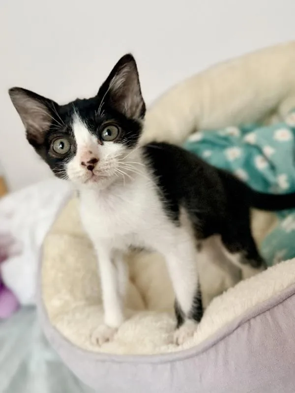 A baby small-sized female Domestic Short Hair cat named Lalo for adoption in San Diego, CA