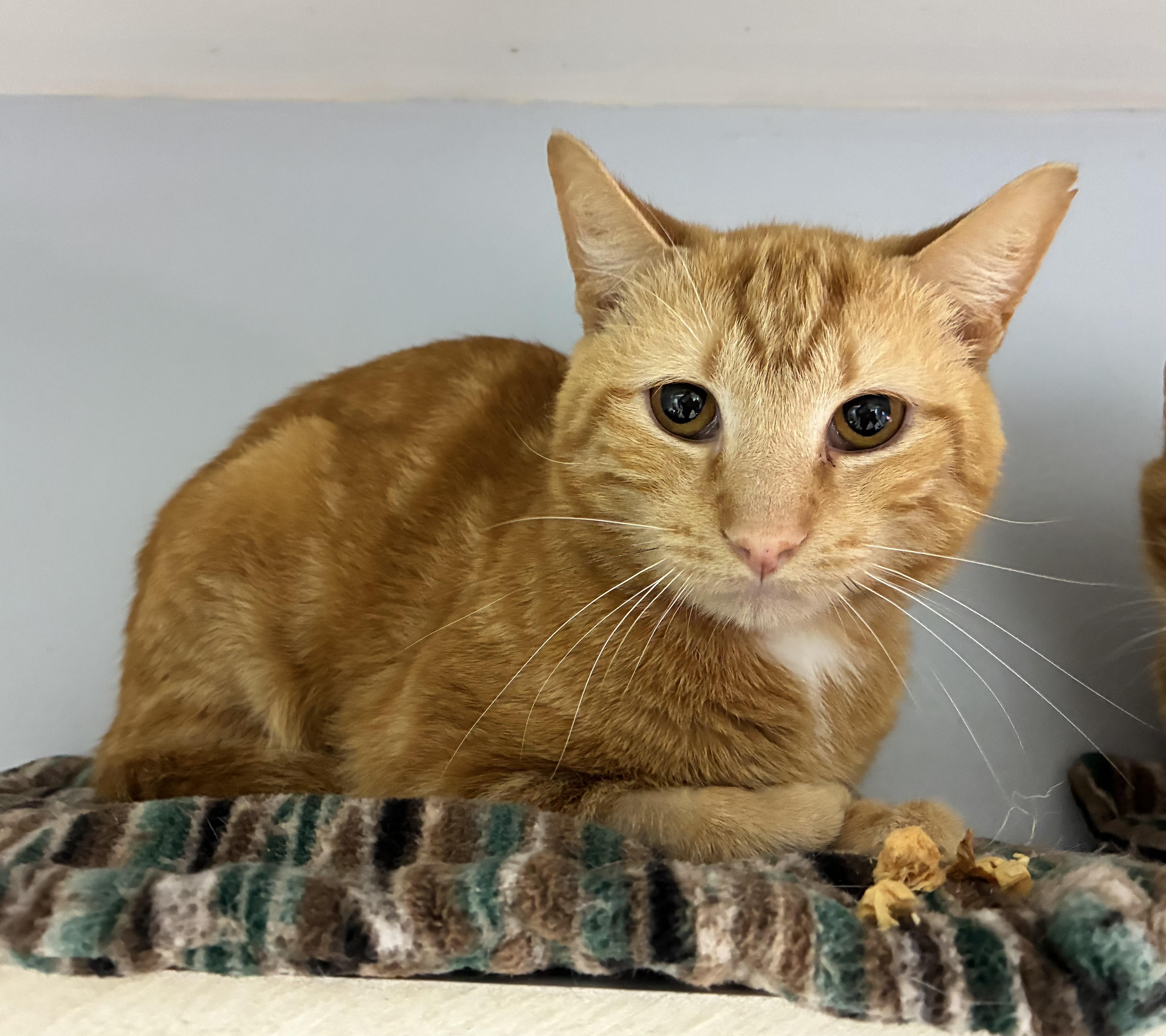 An adult medium-sized male Tabby (Orange / Red) Domestic Short Hair cat named Doug Dimmadone for adoption in Breinigsville, PA