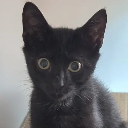 A baby small-sized male Domestic Short Hair cat named Ploot for adoption in Voorhees, NJ