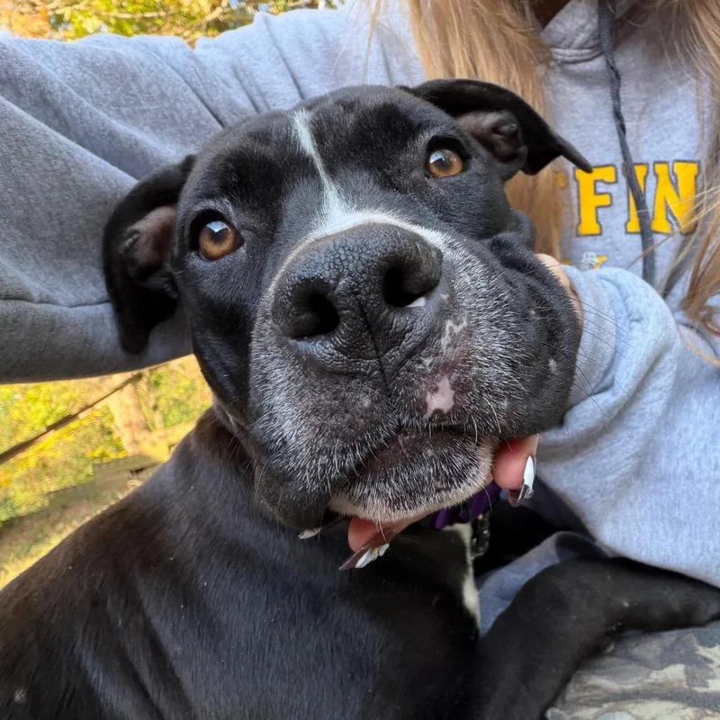 A young medium-sized female Black Mixed Breed dog named Hopscotch for adoption in Edwardsville, IL